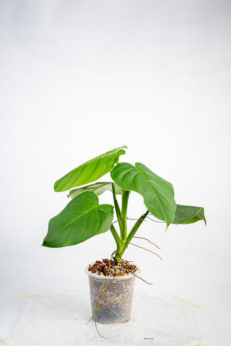 Philodendron Dodsonii