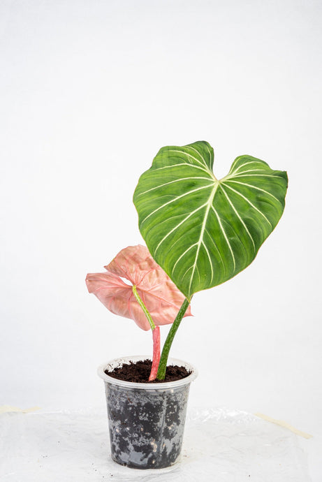 Philodendron gloriosum