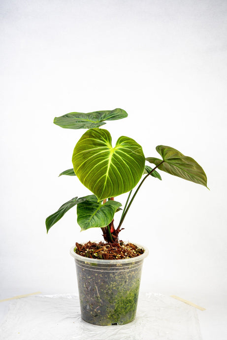 Philodendron el choco red