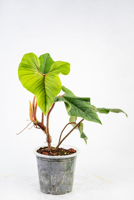 Philodendron Squamicaule