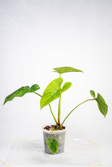 Philodendron Furcatum