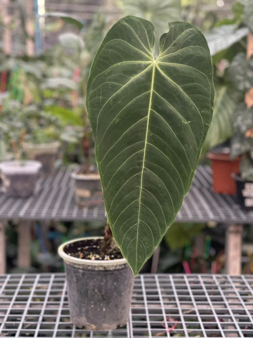 Anthurium Queremalense