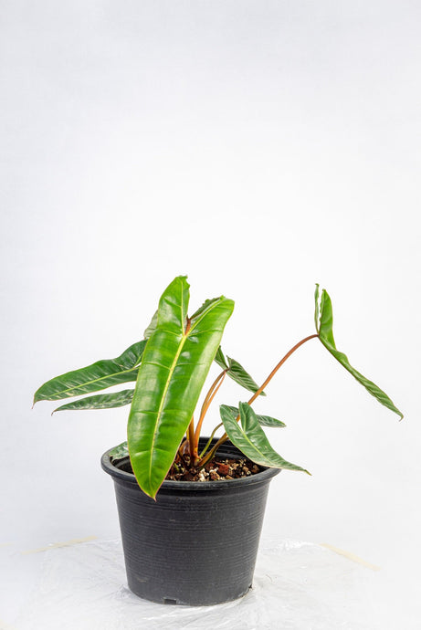 Philodendron billietiae