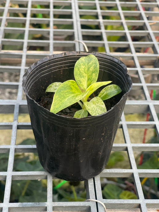 Philodendron giganteum variegated