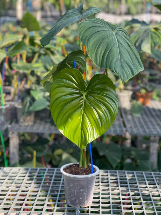 Philodendron pastazanum