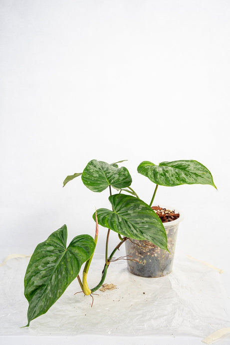 Philodendron Majestic