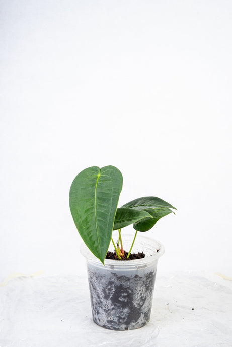 Anthurium Peltigerum