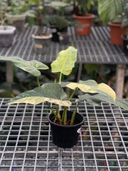 Philodendron Domesticum Variegated