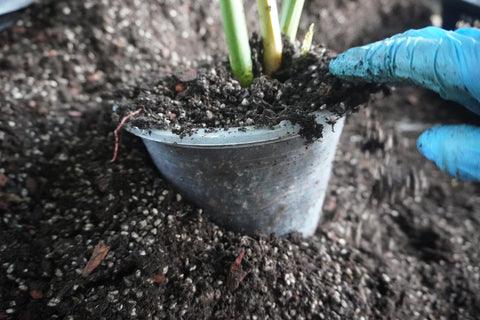 How to rehabilitate your plants