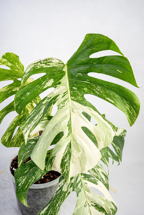 What is a variegated plant? / Get back the variegation from reverted plant!