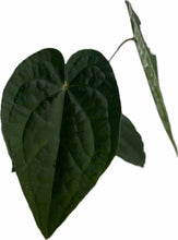 Load image into Gallery viewer, Anthurium forgetti x luxurians (seedling)
