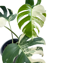 Load image into Gallery viewer, Monstera borsigiana albo
