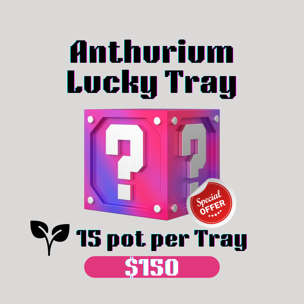 Anthurium Hybrid Mix Lucky Tray (15 Pot)