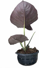 Load image into Gallery viewer, Alocasia reginae
