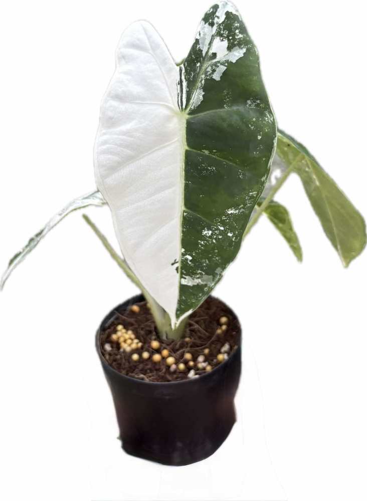 Alocasia frydek variegated