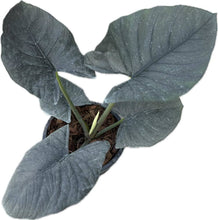 Load image into Gallery viewer, Alocasia reginae
