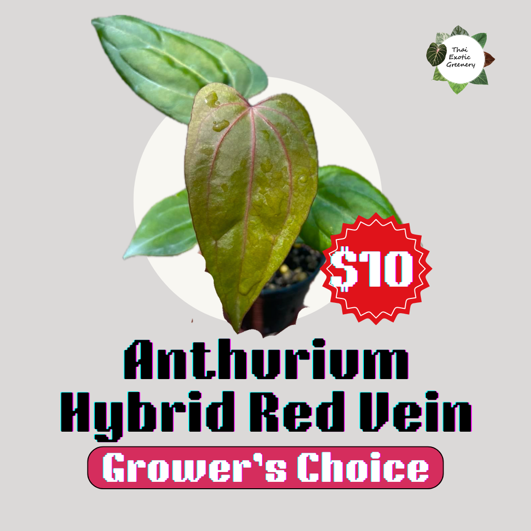 Anthurium Hybrid(Red Vein)(Grower's choice) – Thai Exotic Greenery