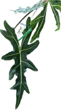 Load image into Gallery viewer, Alocasia porteii
