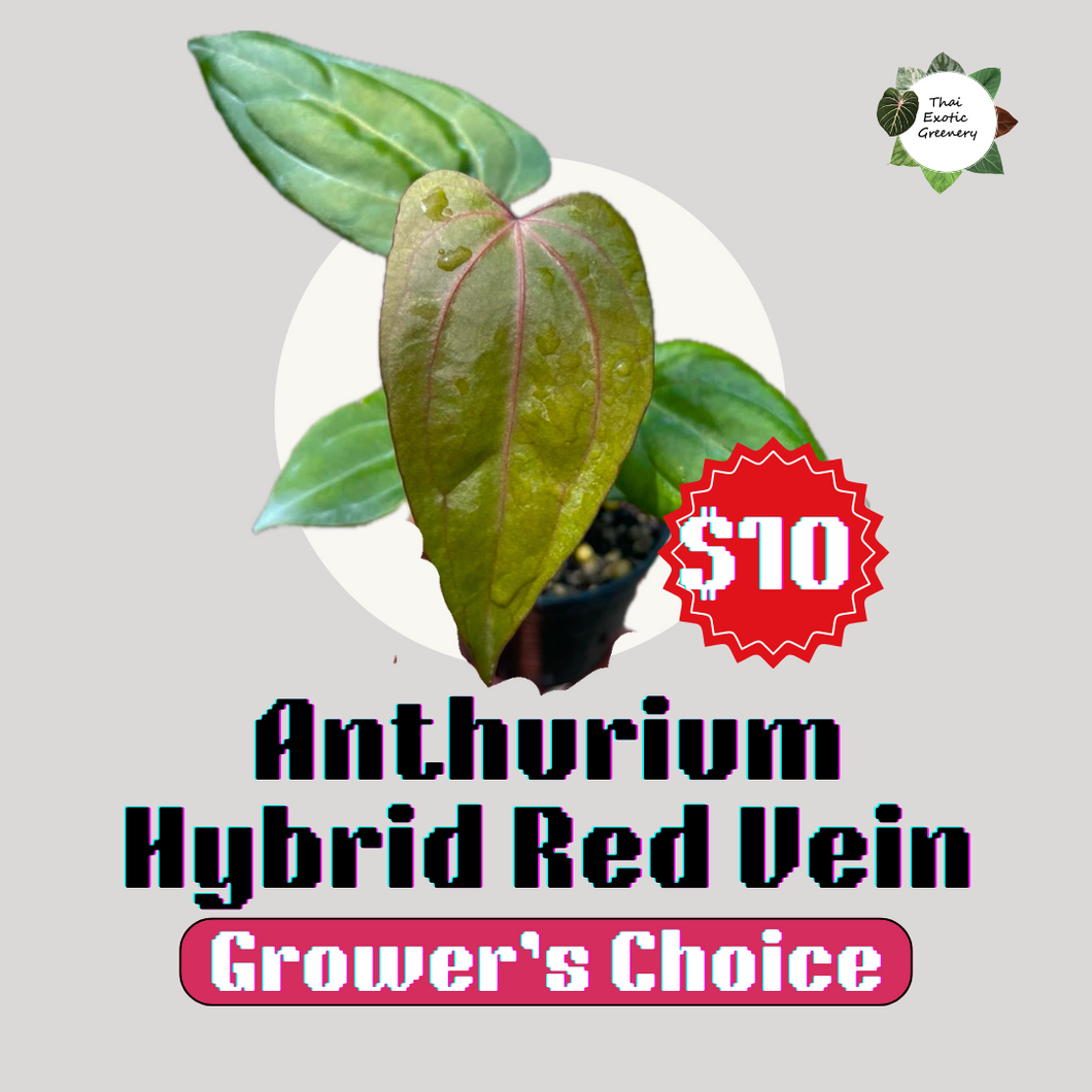 Anthurium Hybrid(Red Vein)(Grower's choice)