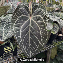 Load image into Gallery viewer, Anthurium (zara x michelle) x (zara x michelle) (seedling)
