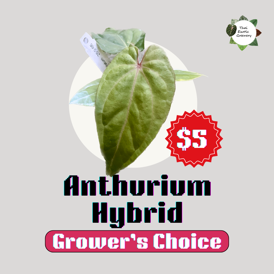 Anthurium Hybrid (Grower's choice) – Thai Exotic Greenery