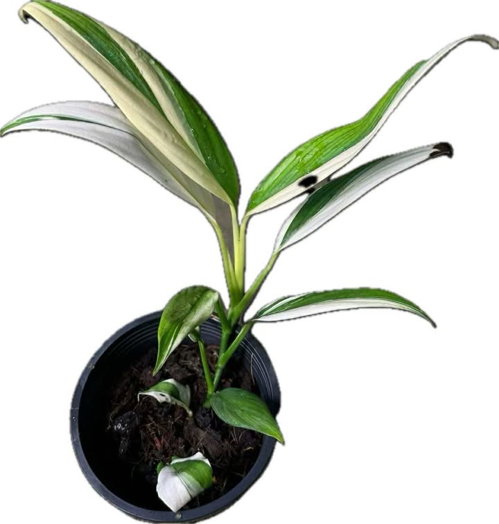 Epipremnum amplissimum silver streak albo