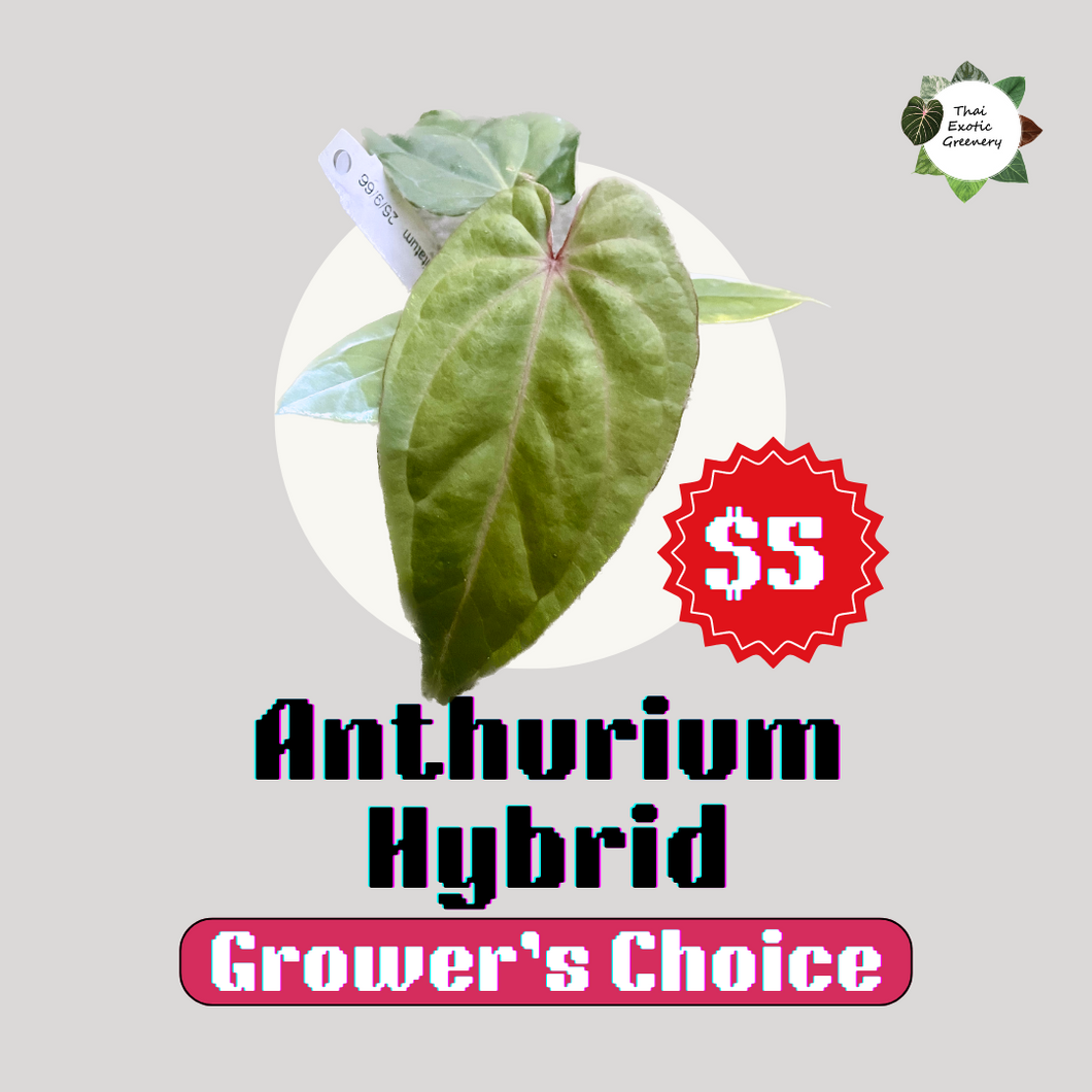 Anthurium Hybrid (Grower's choice)