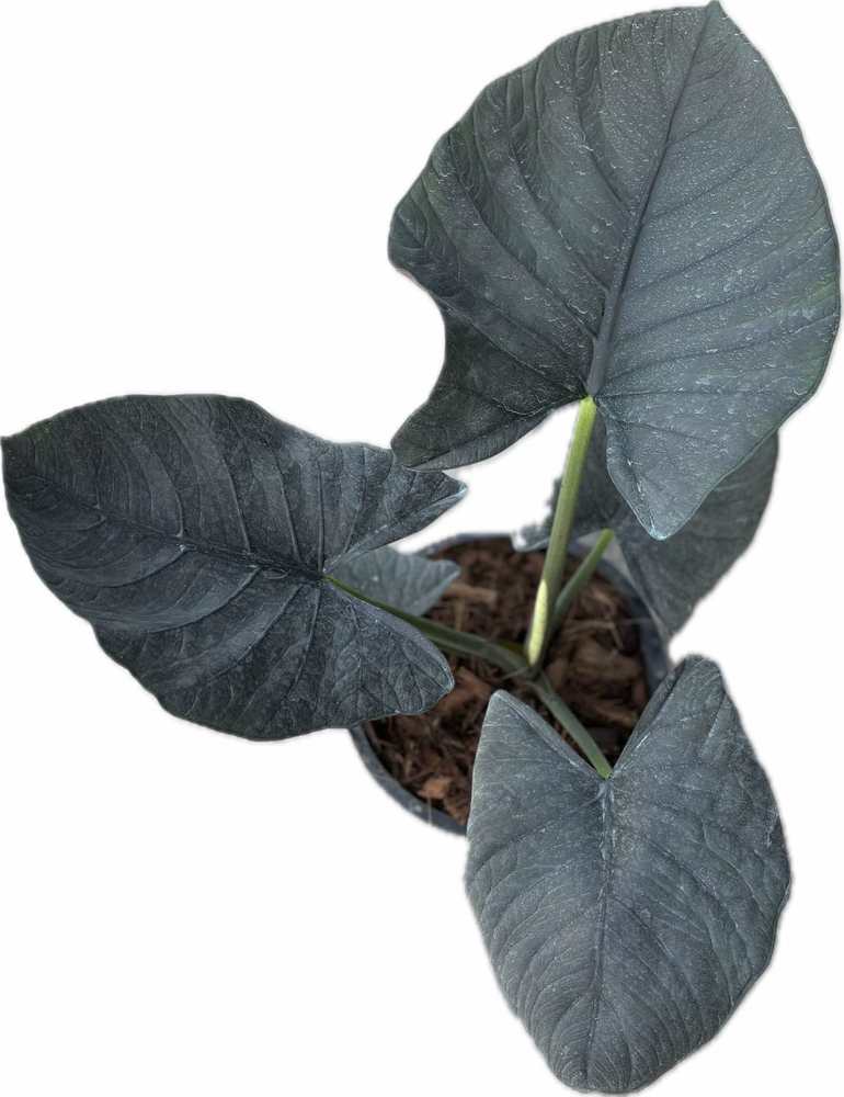 Alocasia reginae