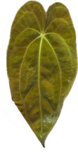 Load image into Gallery viewer, Anthurium papillilaminum x papillilaminum (seedling)
