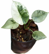 Load image into Gallery viewer, Alocasia sinuata mint varigated
