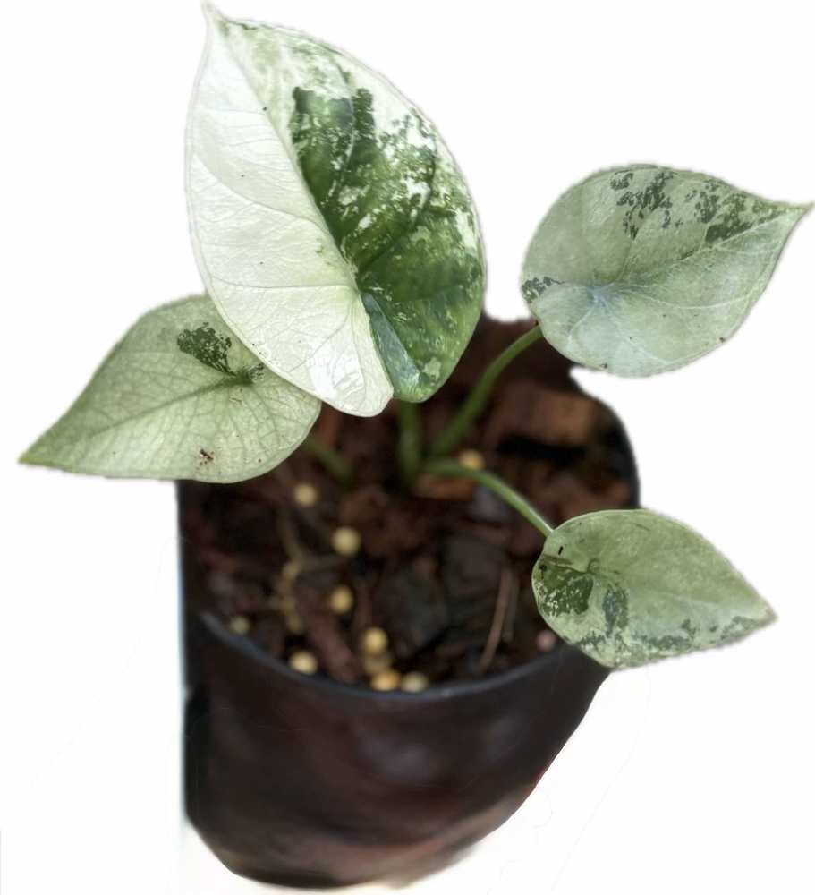 Alocasia sinuata mint varigated