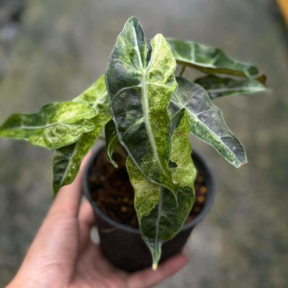 Alocasia amazonica aurea splash