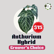 Load image into Gallery viewer, Anthurium Hybrid (Grower's choice)
