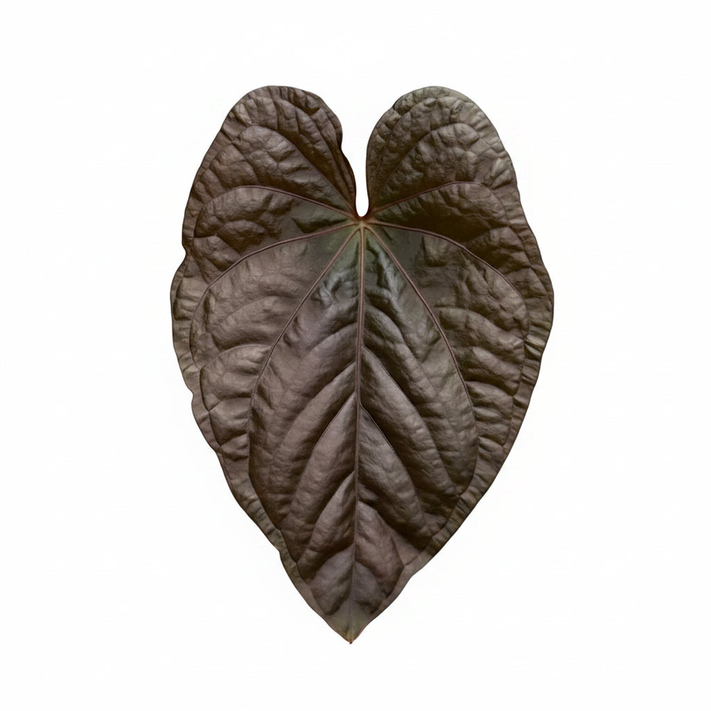 アンスリウム Anthurium Kunayalense X RVDP Anthurium kunayalense x Red Vein Dark Phoenix (RVDP) - TEG – Thai