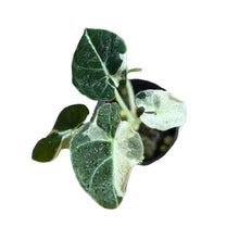 Load image into Gallery viewer, Alocasia black velvet dalmantian
