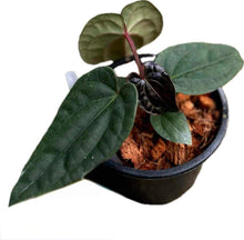 Load image into Gallery viewer, Anthurium Besseae aff x Luxurians (seedlings)
