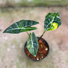 Load image into Gallery viewer, Alocasia dragon tooth aurea (Exact Plant)
