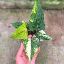 Load image into Gallery viewer, Anthurium Pterodactyl hybrid variegated x Nigrolaminum gigi (Exact Plant)
