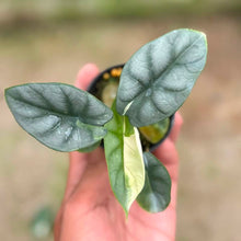 Load image into Gallery viewer, Alocasia silver dragon albo (Exact Plant)
