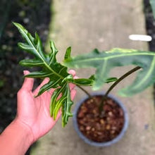 Load image into Gallery viewer, Alocasia porteii aurea (Exact Plant)
