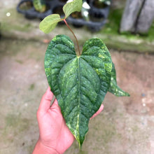 Load image into Gallery viewer, Anthurium Heart of luck variegated (Exact Plant)
