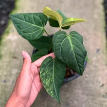 Load image into Gallery viewer, Anthurium Queen crystallinum aurea hybrid (Exact Plant)
