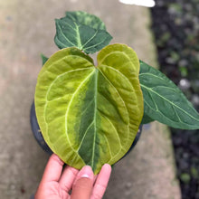 Load image into Gallery viewer, Anthurium Queen crystallinum aurea hybrid (Exact Plant)
