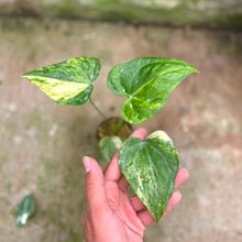 Load image into Gallery viewer, Anthurium Clarinervium variegated x luxurians (Exact Plant)
