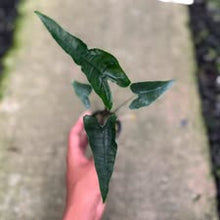 Load image into Gallery viewer, Alocasia zebrina reticulata (Exact Plant)
