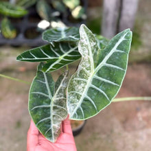 Load image into Gallery viewer, Alocasia watsoniana albo (moss) (Exact Plant)
