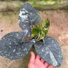 Load image into Gallery viewer, Alocasia reginae albo (Exact Plant)

