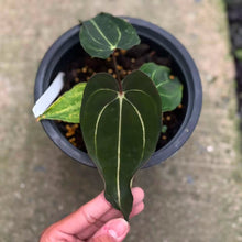 Load image into Gallery viewer, Anthurium Carlablackiae selfing (Exact Plant)
