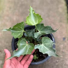Load image into Gallery viewer, Anthurium Clarinervium “mini hurricane” (Exact Plant)
