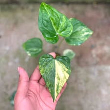 Load image into Gallery viewer, Anthurium Clarinervium variegated x luxurians (Exact Plant)
